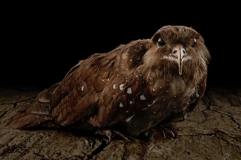 18-Tier-Fettschwalm-kl-c-Steinweg-LWL