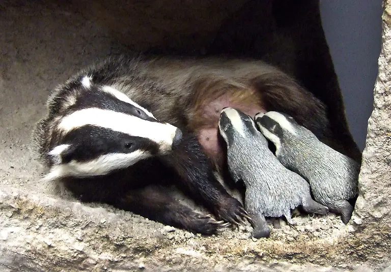 14-Tier-Dachs-kl-C-LWL-Fialla