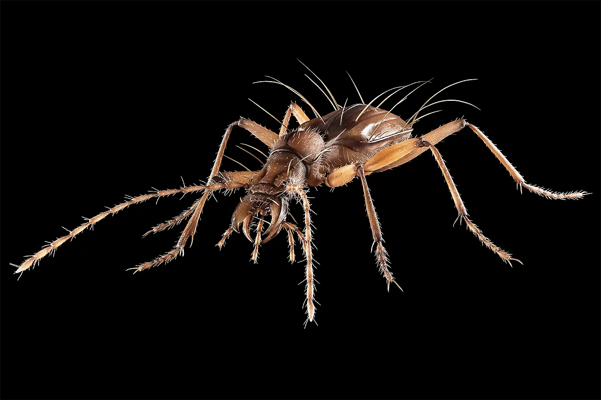 13-Tier-Hoehlenkaefer-kl-c-Steinweg-LWL