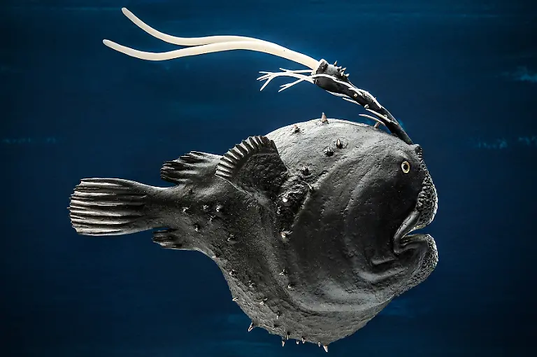 12-Tier-Fussballfisch-kl-c-Steinweg-LWL