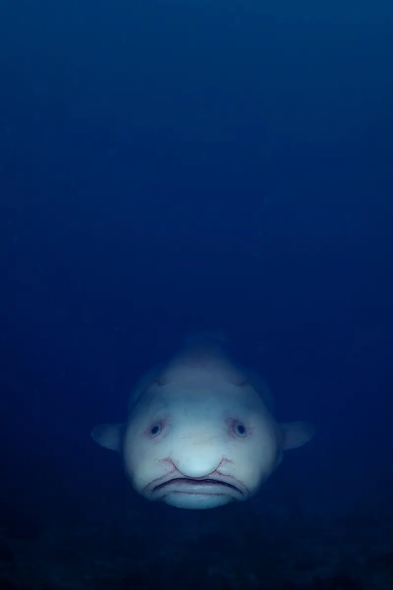 11-Tier-Blobfisch-kl-c-Steinweg-LWL