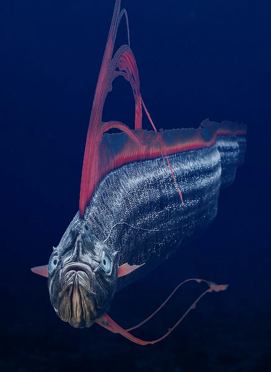 05-Tier-Riemenfisch-c-Steinweg-LWL