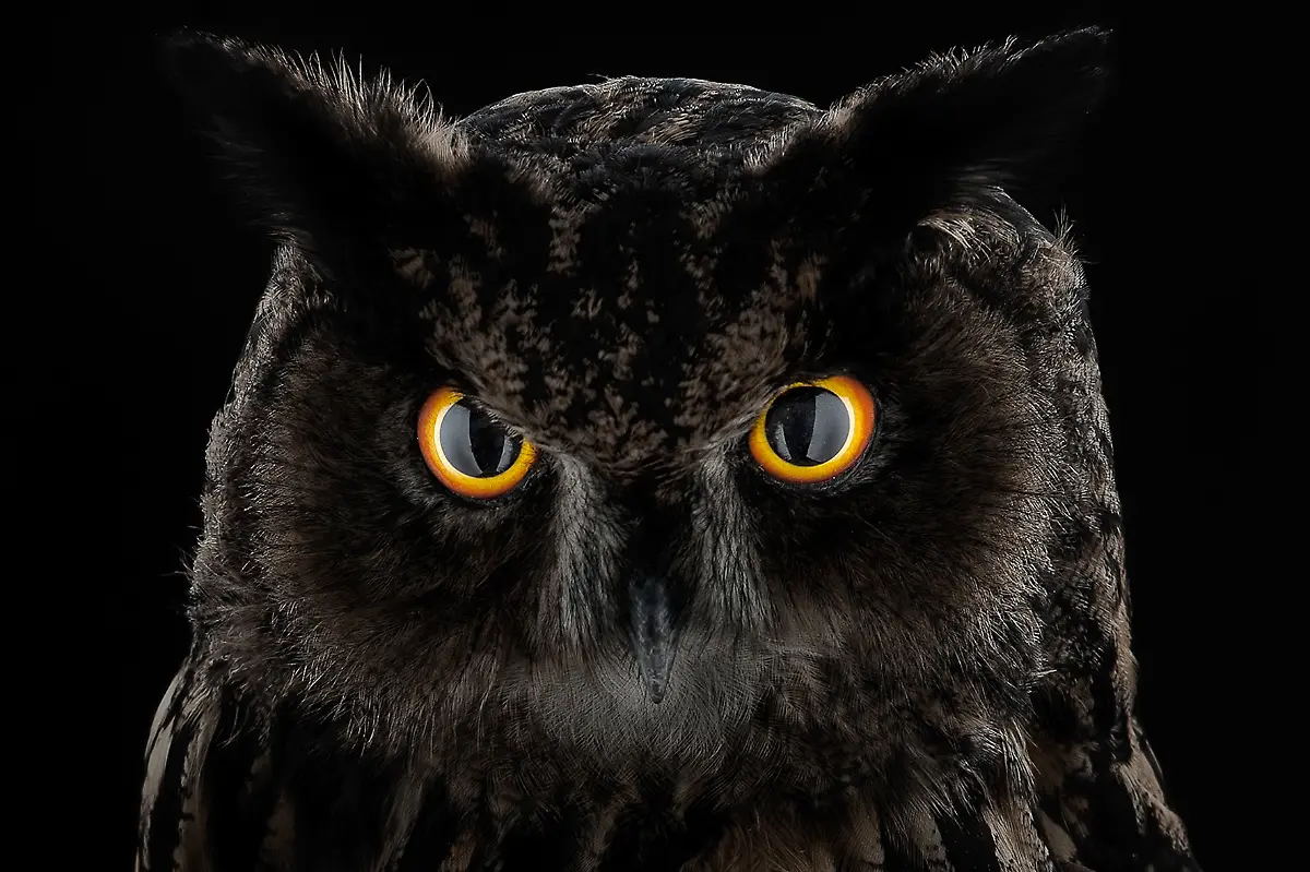 01-Tier-Uhu-c-Steinweg-LWL