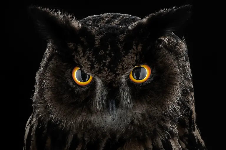 01-Tier-Uhu-c-Steinweg-LWL