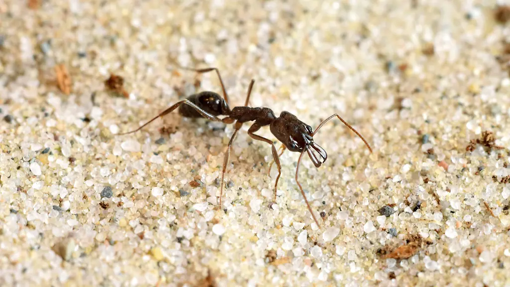 3pev1612-jpg1815078123101638062