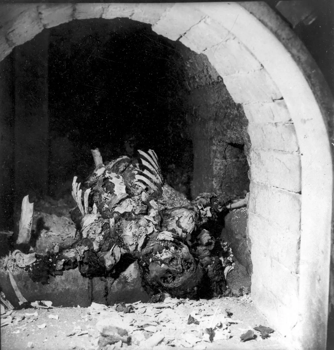 AP4504010374-buchenwal