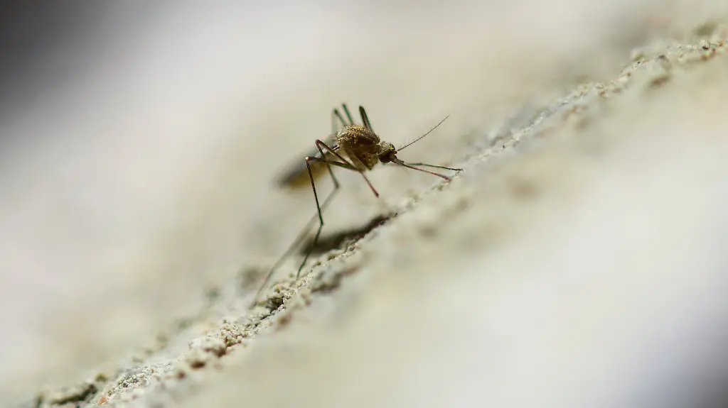 3p060043-jpg8202860084398449737