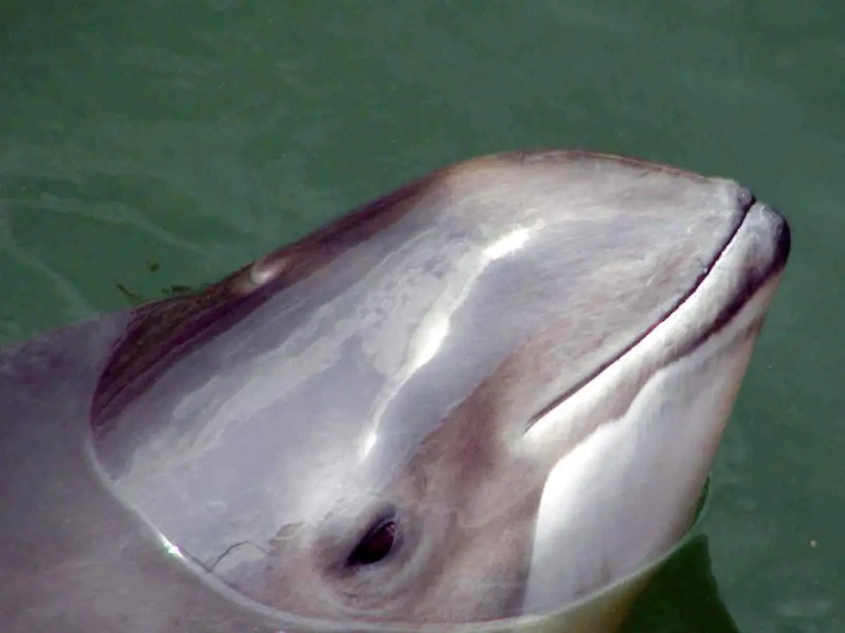 Um-seltene-Schweinswale-zu-schuetzen-wird-fuer-die-naechsten-zwei-Jahre-der-kommerzielle-Fischfang-im-Norden-des-Golfes-von-Kalifornien-verboten