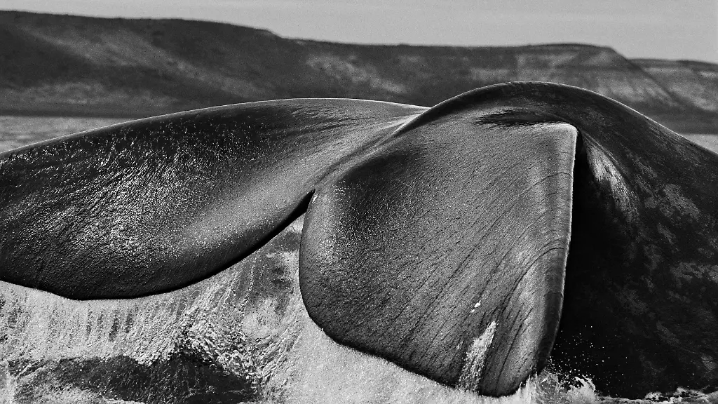 05-Salgado-Argentinien