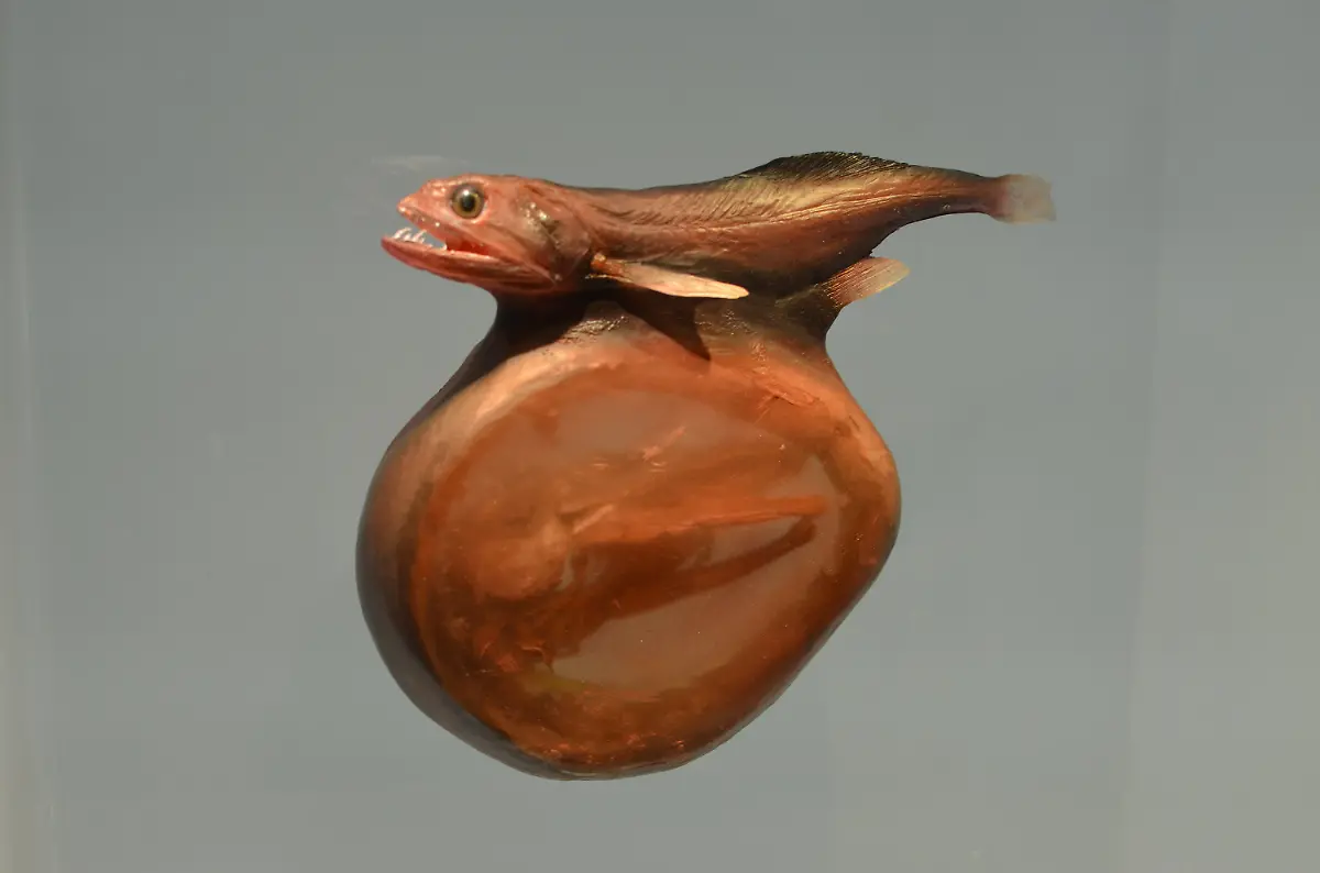 3ong3116-jpg417345031047254122