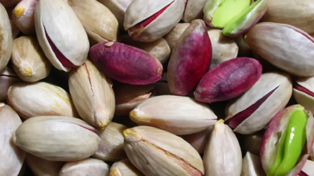 Pistacchio-di-Bronte-appena-raccolto