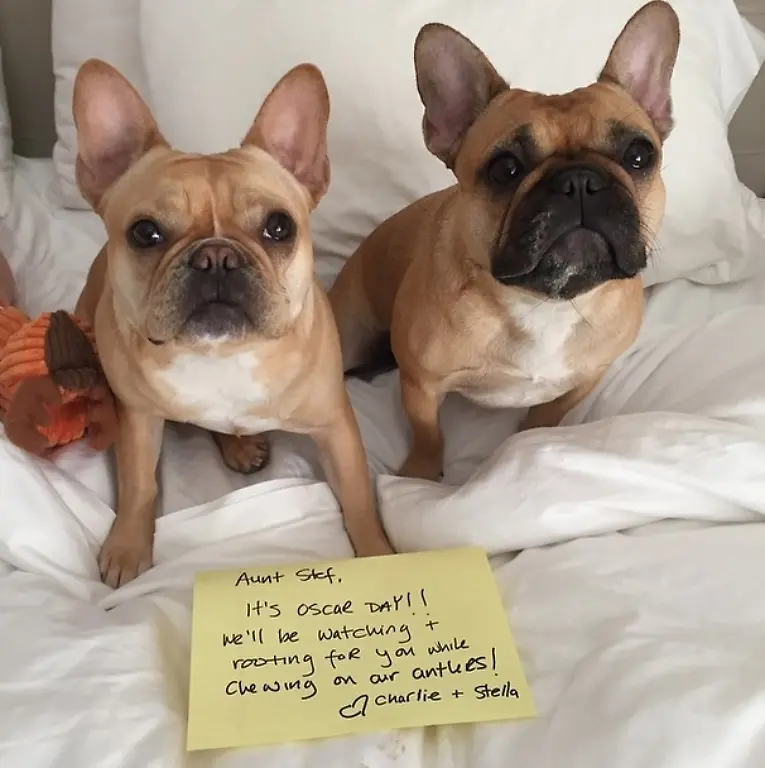 lady-gaga-hunde-oscars