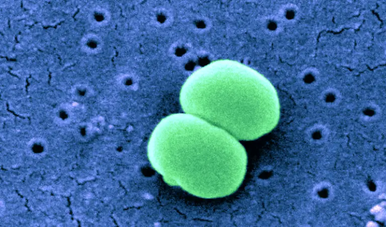 Staphylococcus-epidermidis