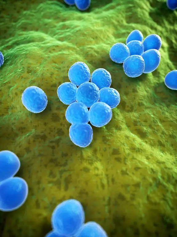 MRSA4
