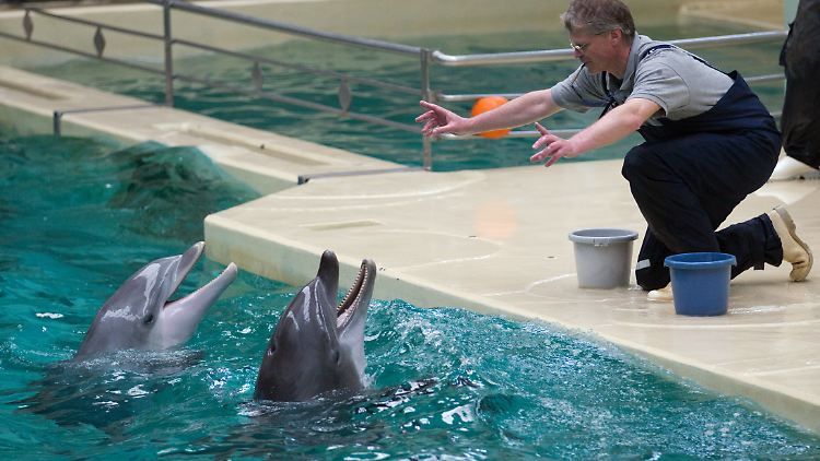 Das Delfinarium in Münster soll 2012 schließen. 