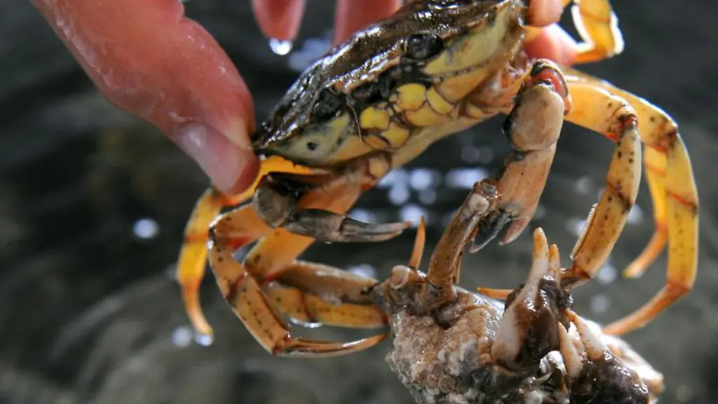 Ein-Mitarbeiter-des-Wattenmeerhauses-in-Wilhelmshaven-hebt-eine-heimische-Strandkrabbe-mit-einer-urspruenglich-aus-China-stammenden-Wollhandkrabbe-aus-dem-Aquariumsbecken