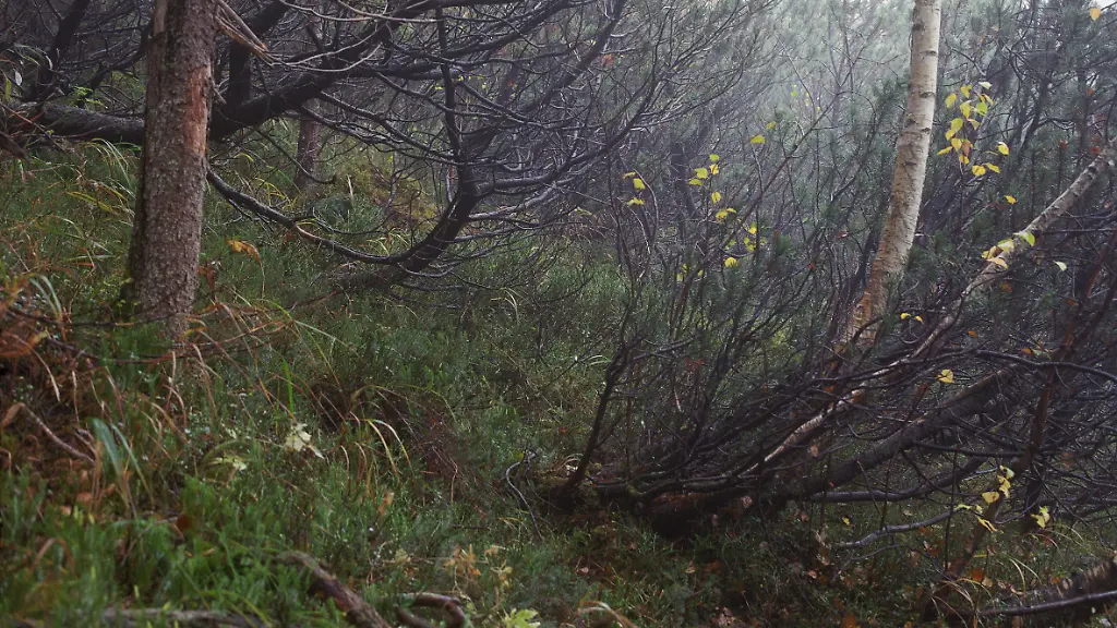 SimonMennerCamouflage05