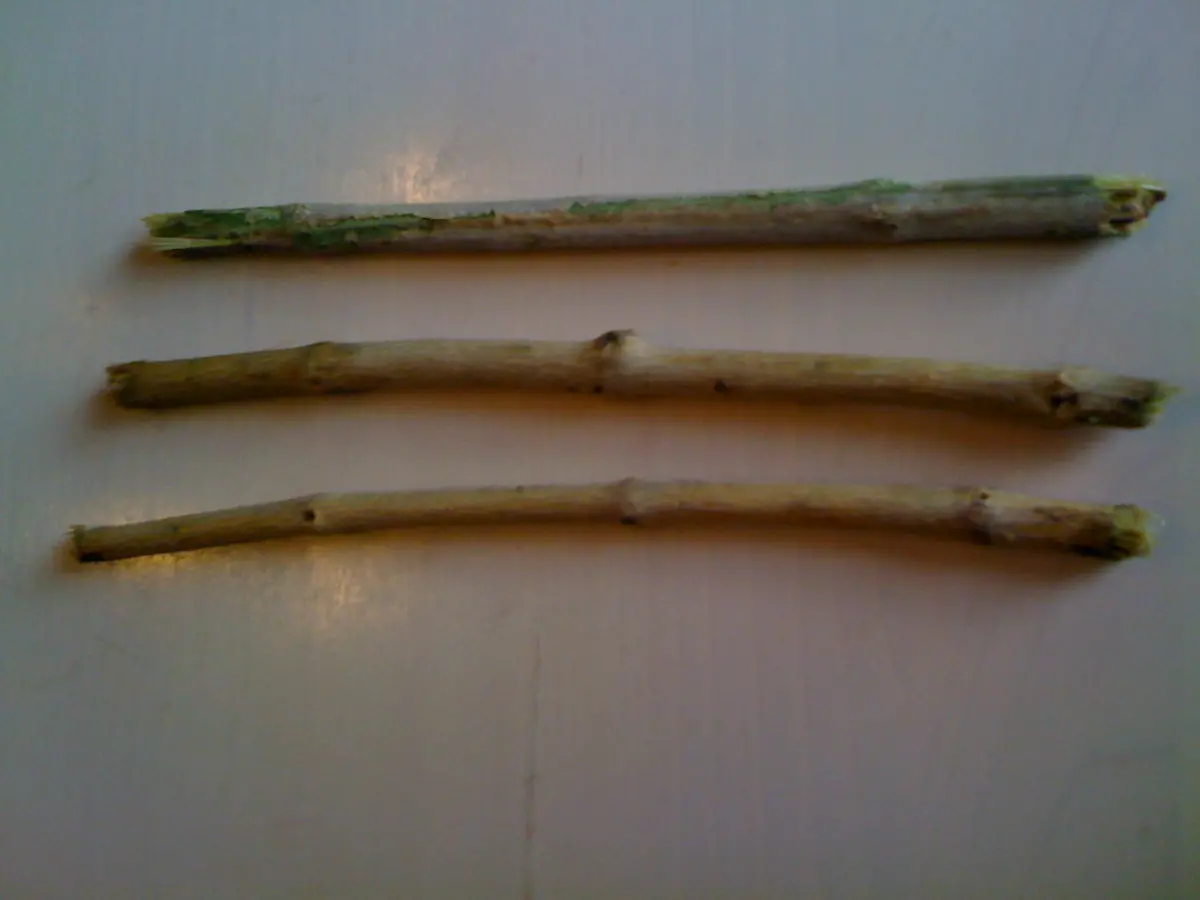 Miswak001