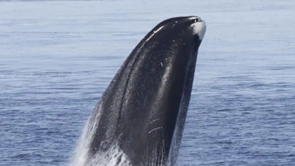 3mzj0204-jpg5751806695485229421