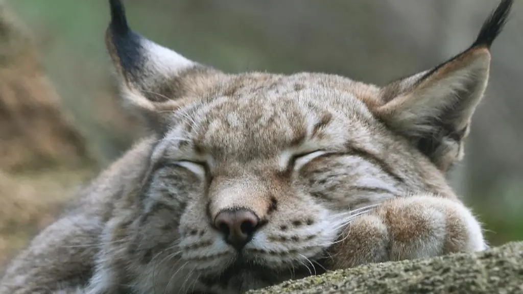 Mittagspause-Ein-Luchs-schlaeft-in-einem-Gehege-bei-Bad-Harzburg