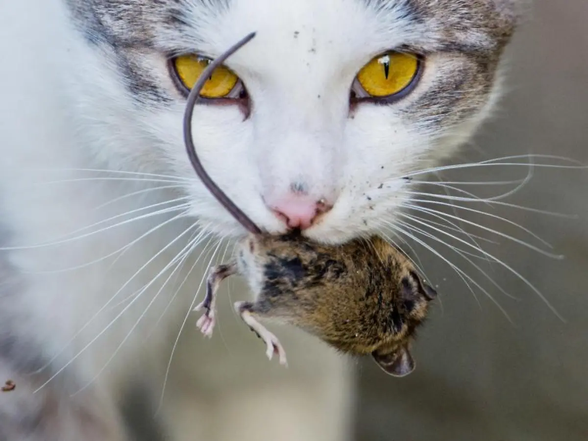 Katze-mit-einer-kurz-zuvor-gefangenen-Maus