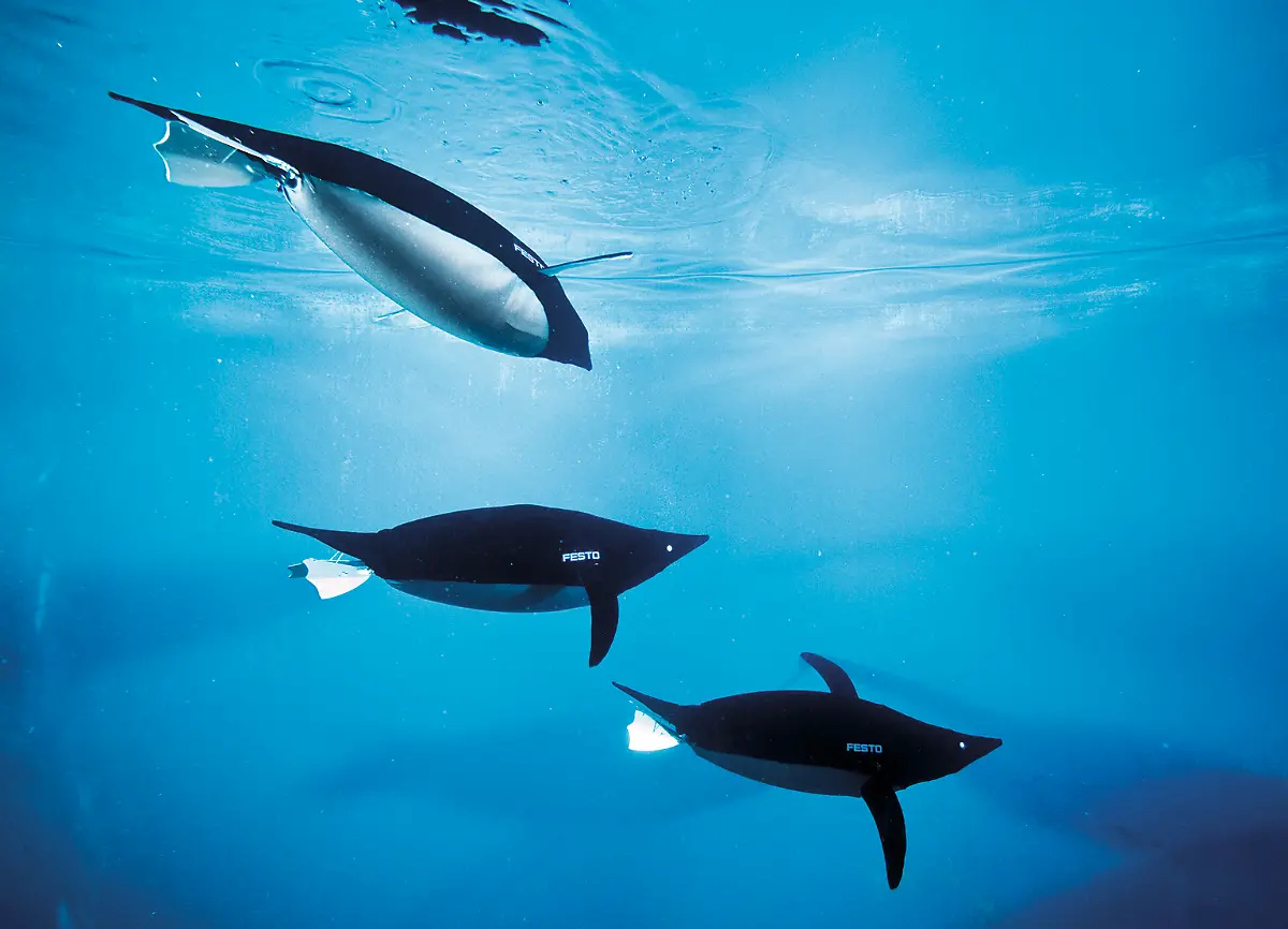 CC-08-09-AquaPenguin-2