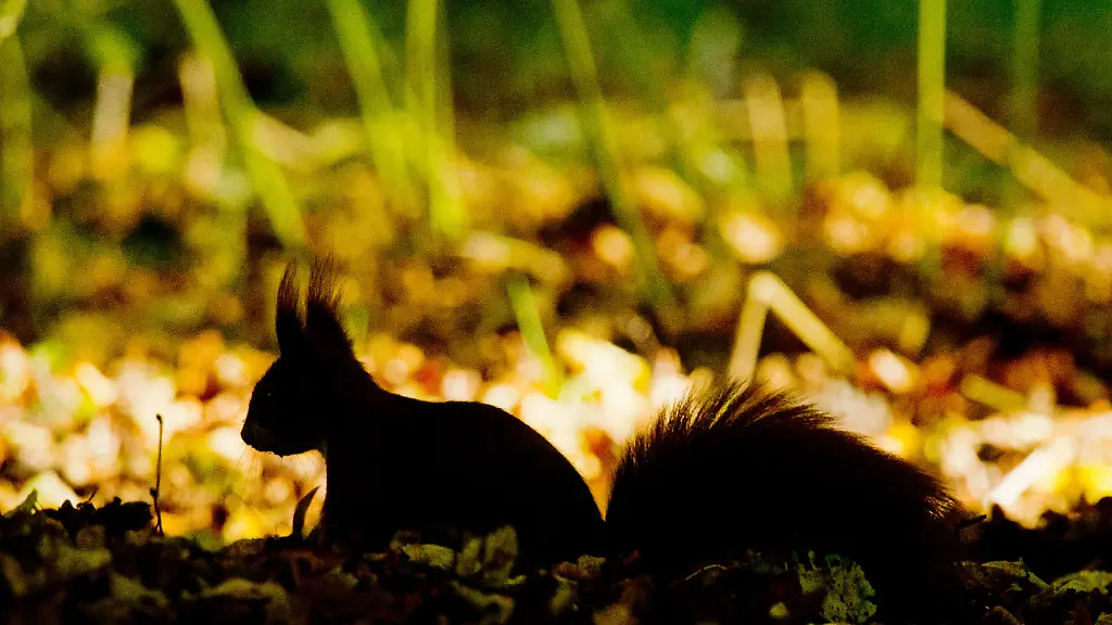 3loe2619-jpg7747204039066020030