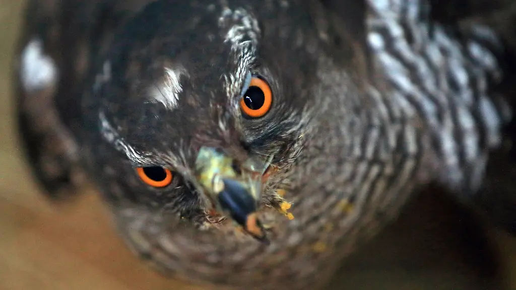 3lgy0026-jpg6475412697144270338