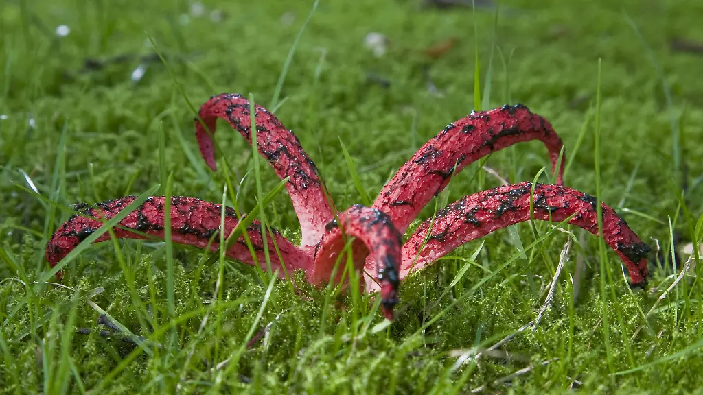 Mit-nach-oben-gereckten-oder-ausgebreiteten-Tentakeln-sieht-der-rote-Tintenfischpilz-genauso-aus-wie-er-heisst-Wie-ein-Krake
