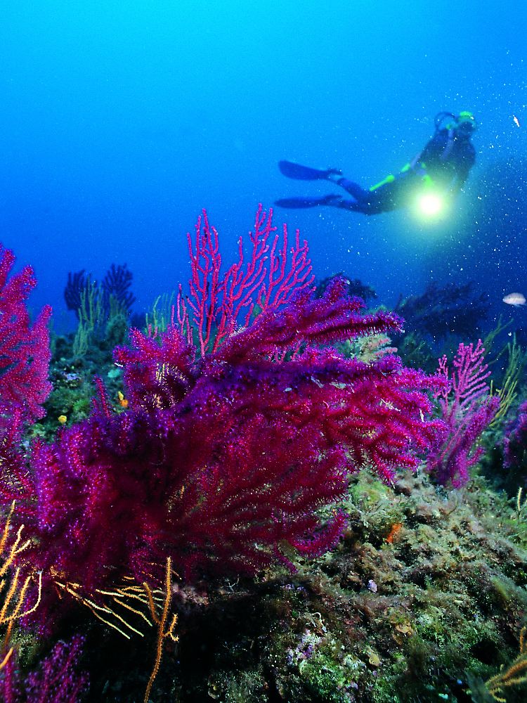 Farbenprächtig wie ein tropisches Riff: Die Unterwasserwelt Liguriens besticht mit bunten Korallen, Fischschwärmen und Haien.