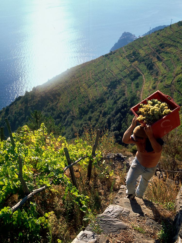 Touristen können in Ligurien für zwei, drei Tage zu Weinbauern werden und täglich ein paar Stunden die Steinmauern der Weinterrassen instand setzen.
