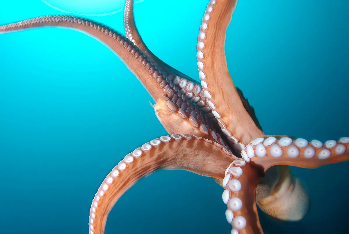 pazifischer-riesenkrake5