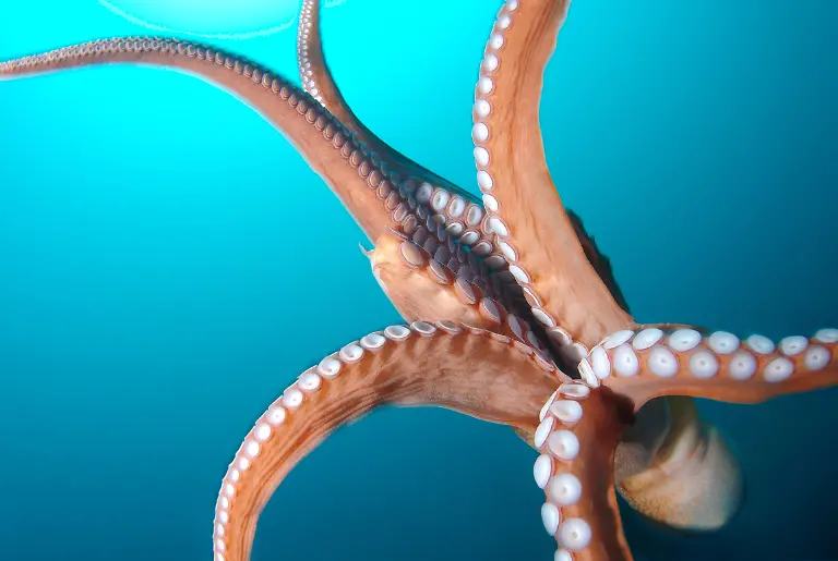 pazifischer-riesenkrake5