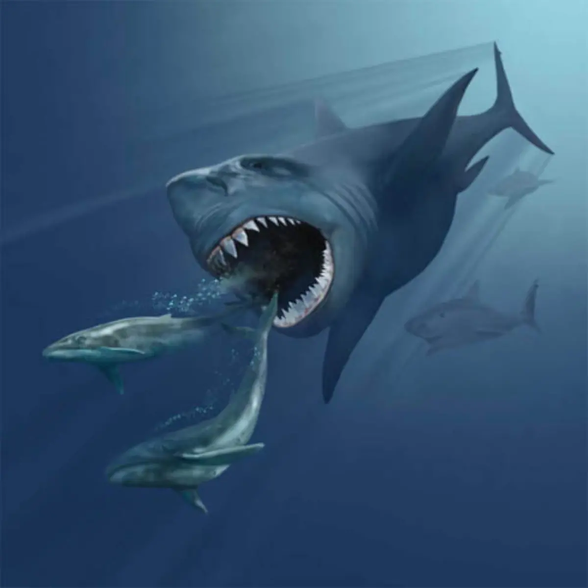 VMNH-megalodon
