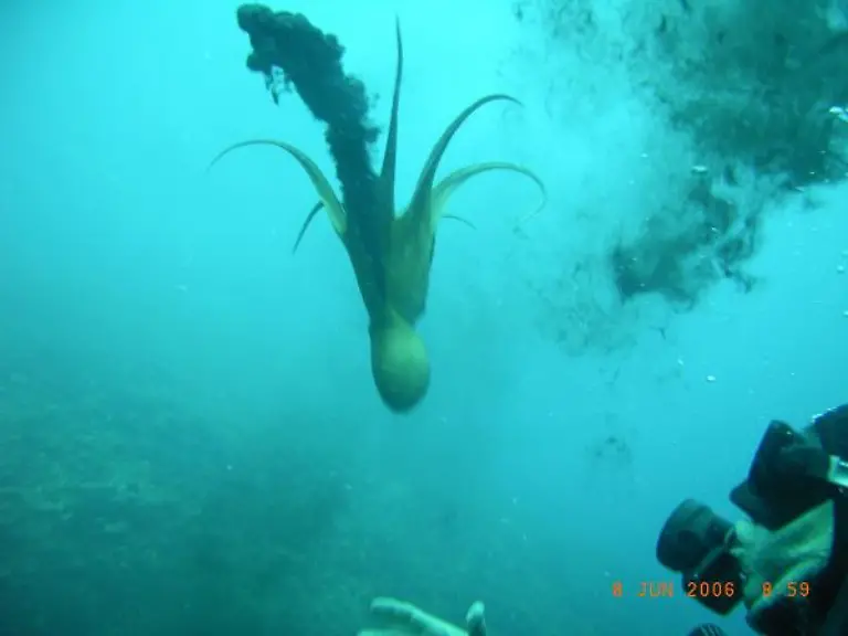 Potos-Insel-Thassos-id41147