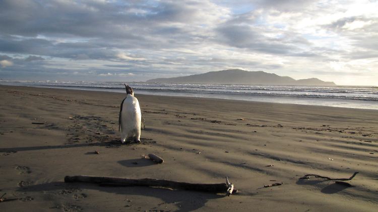 Falscher Strand: Neuseeland ist nicht geeignet für Pinguine.