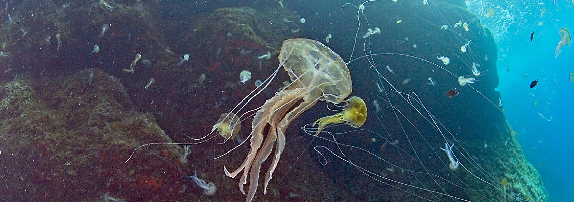 Zahlreiche Quallen im Mittelmeer vor Mallorca im Sommer 2007.