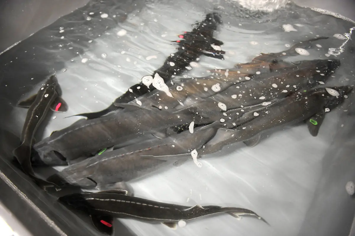 3k7h0605-jpg2843420748502109417