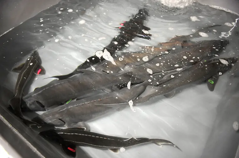 3k7h0605-jpg2843420748502109417