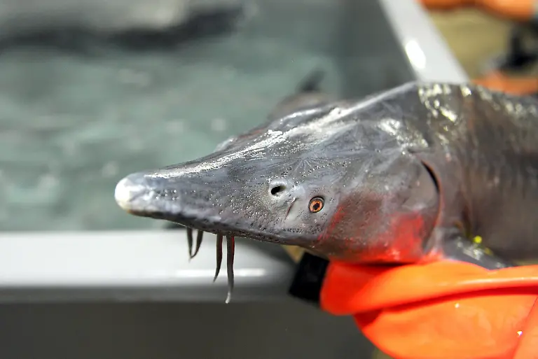 3k7h0621-jpg7996216598515768243