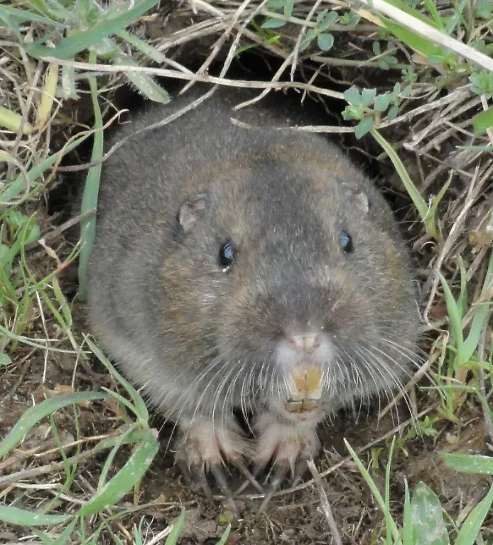 Pocket-Gopher-Ano-Nuevo-SP