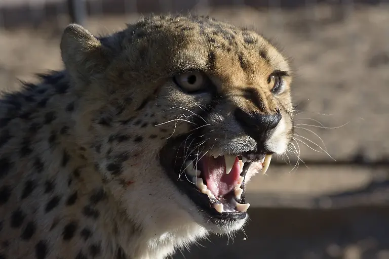 Gepard
