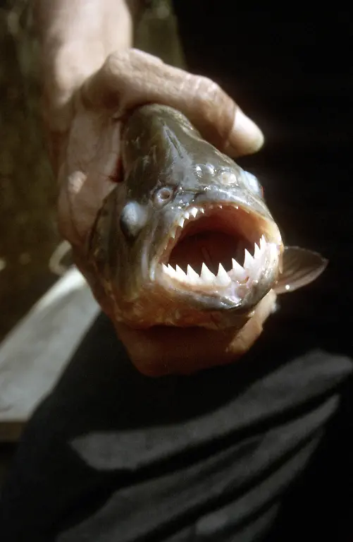 piranha