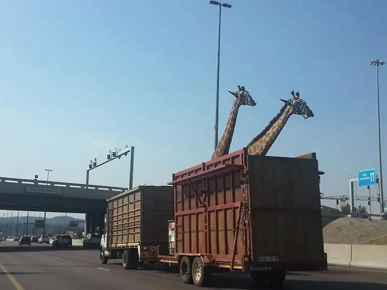 giraffen