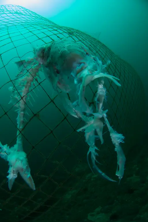 Sijmon-de-Waal-Marine-Photobank