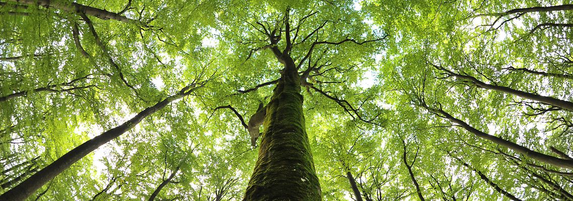 Alte Buchen repräsentieren heute einstige Buchenurwälder in Europa.