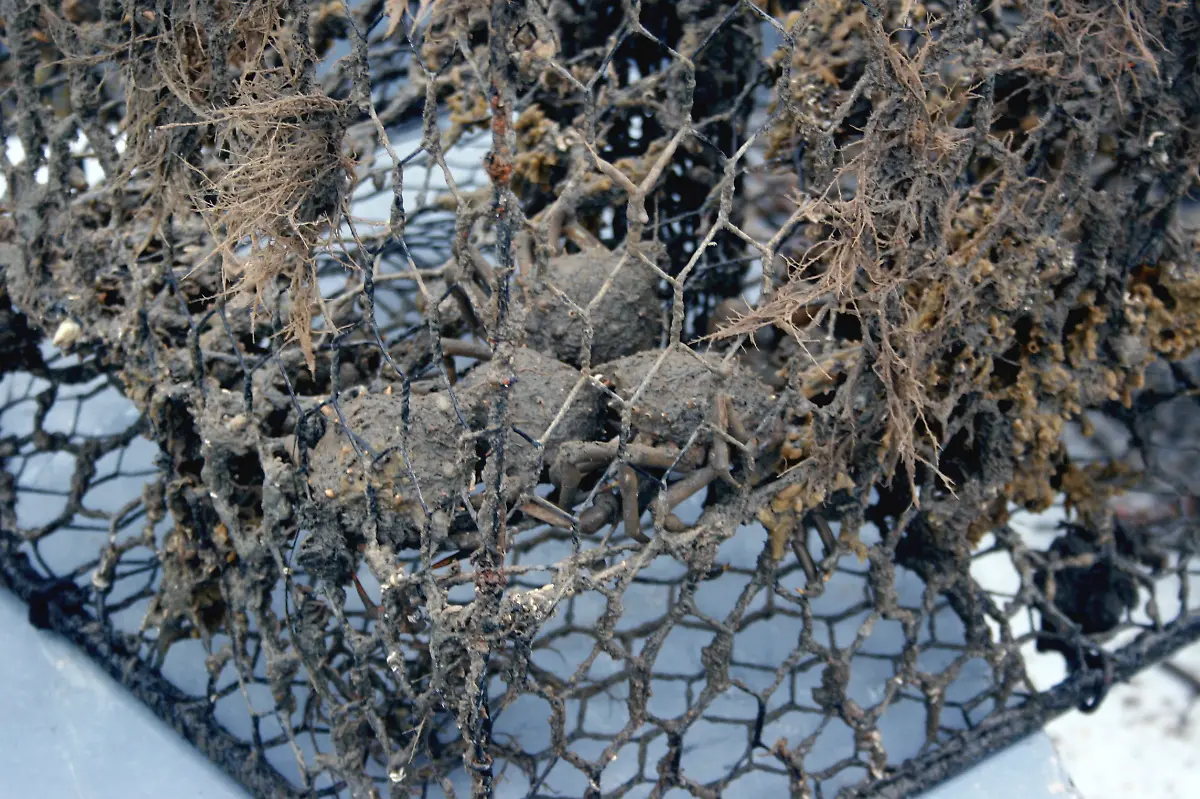 crab-pots-2-08-31-2006-NOAA