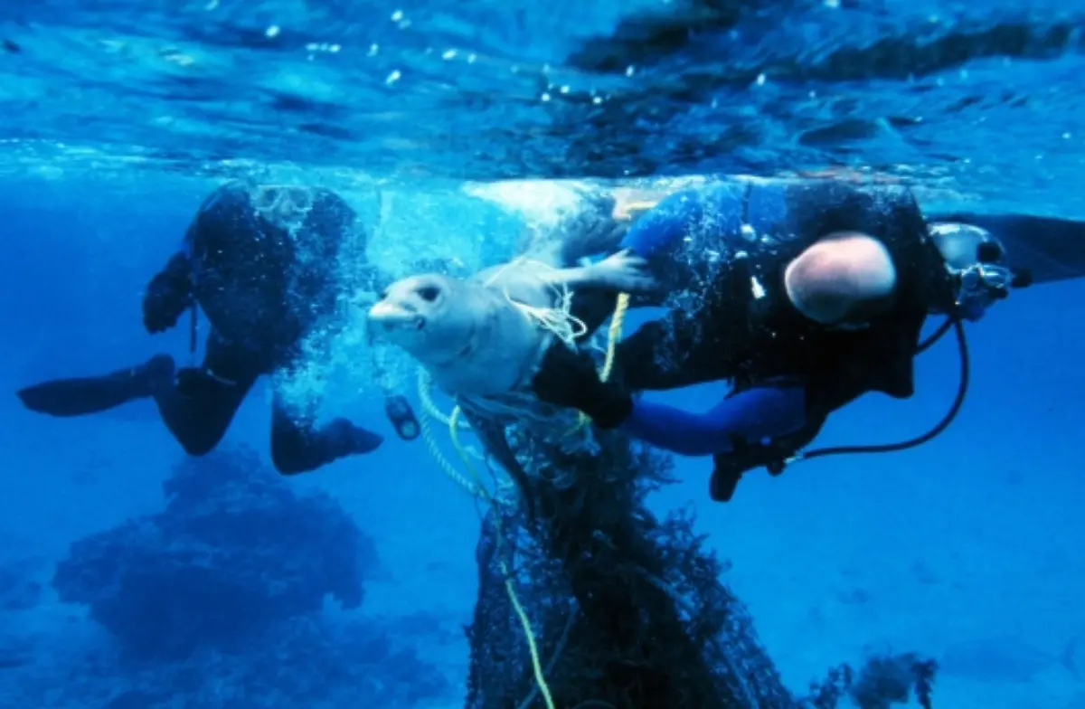 seal-entangled-NOAA