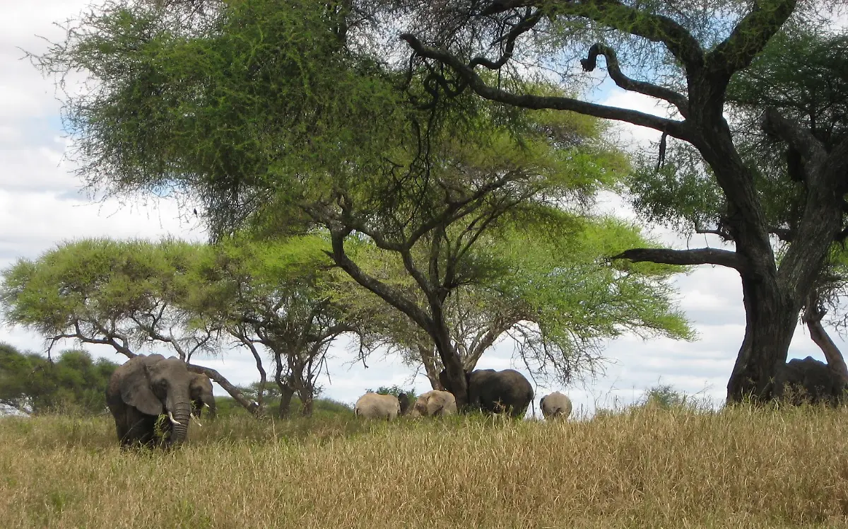 Elefanten-Tarangire-NP-Tansania