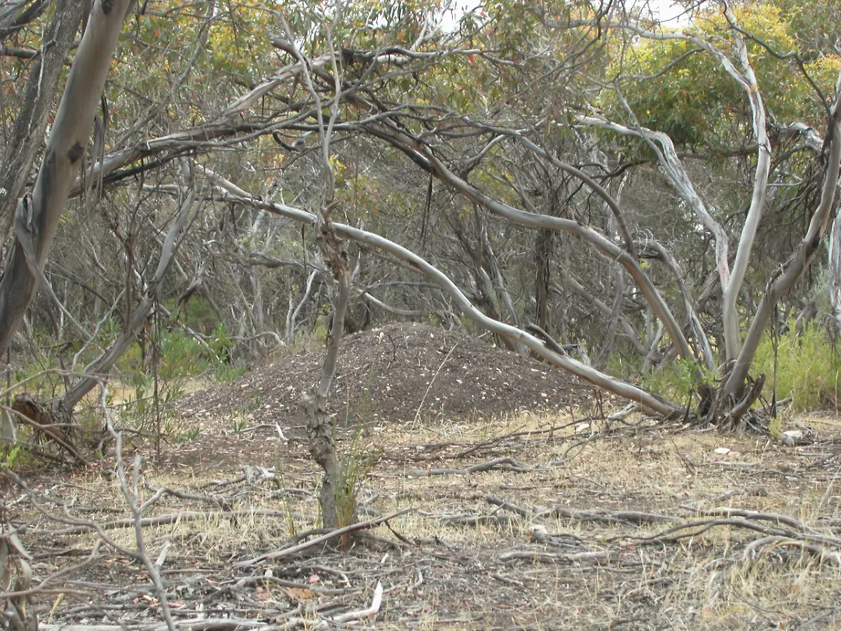 Malleefowl-mound